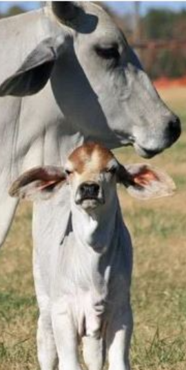 WE’RE A HOLISTIC LIFESTYLE FARM