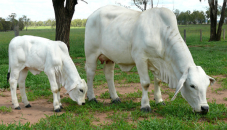 Animal